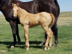 Abilene Bartender JW <BR> AQHA Pending